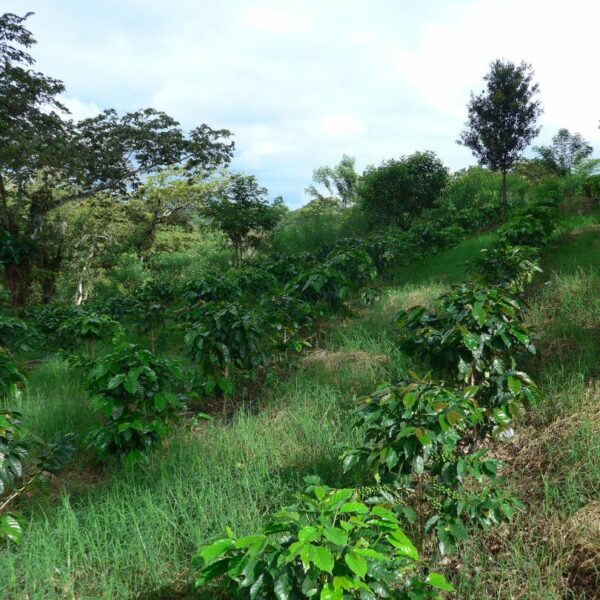 Kávovníky na farmě Guatemala El Hato