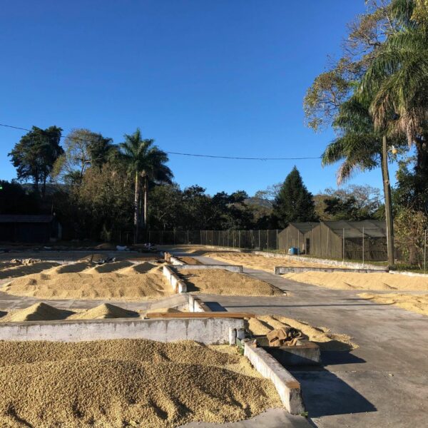 Sušení kávových zrn na farmě Guatemala l Hato